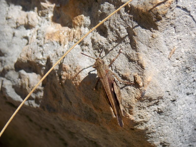 Aiolopus strepens (Acrididae)